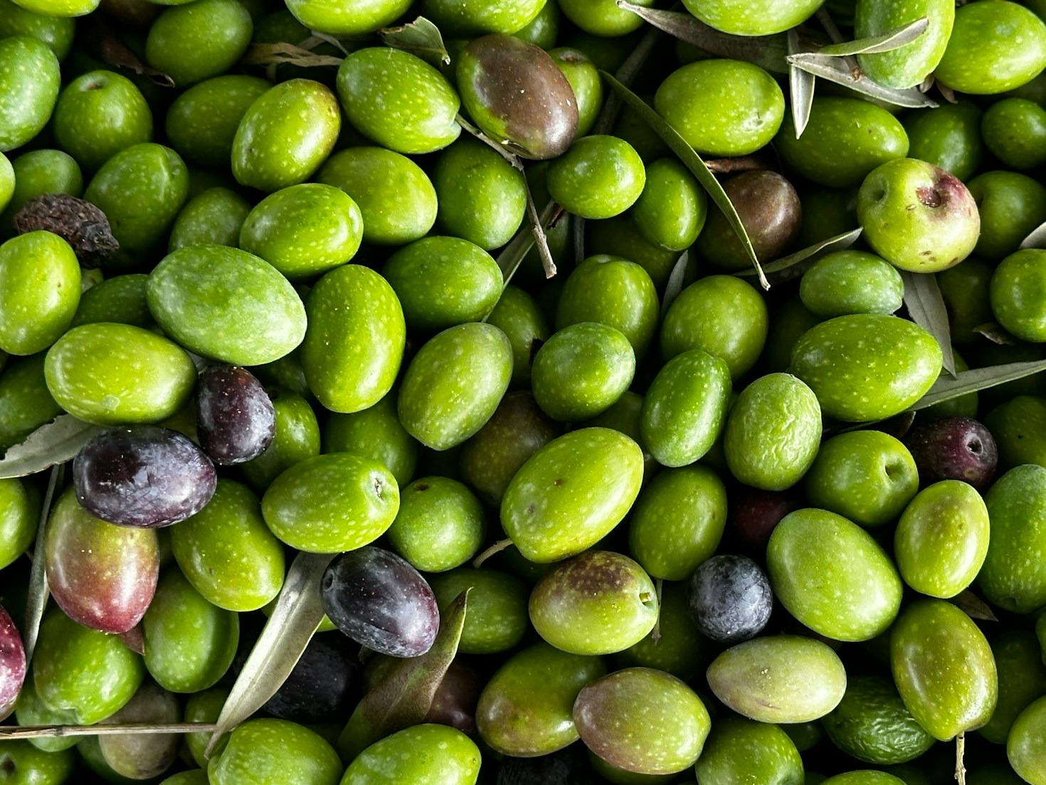 Cómo se elabora un aceite de oliva artesanal